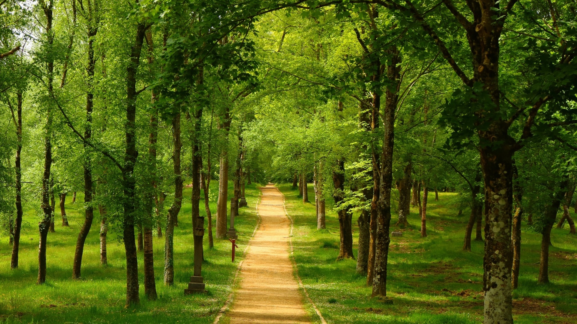 forest, path, tree, green