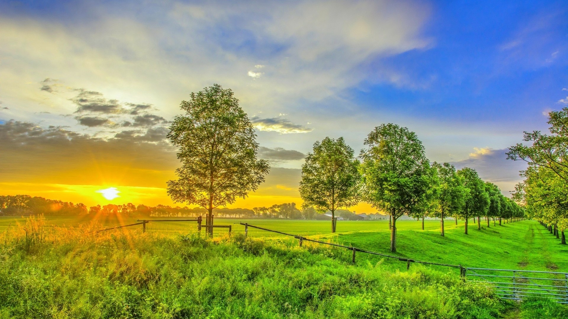 sunset, sunlight, grass, land