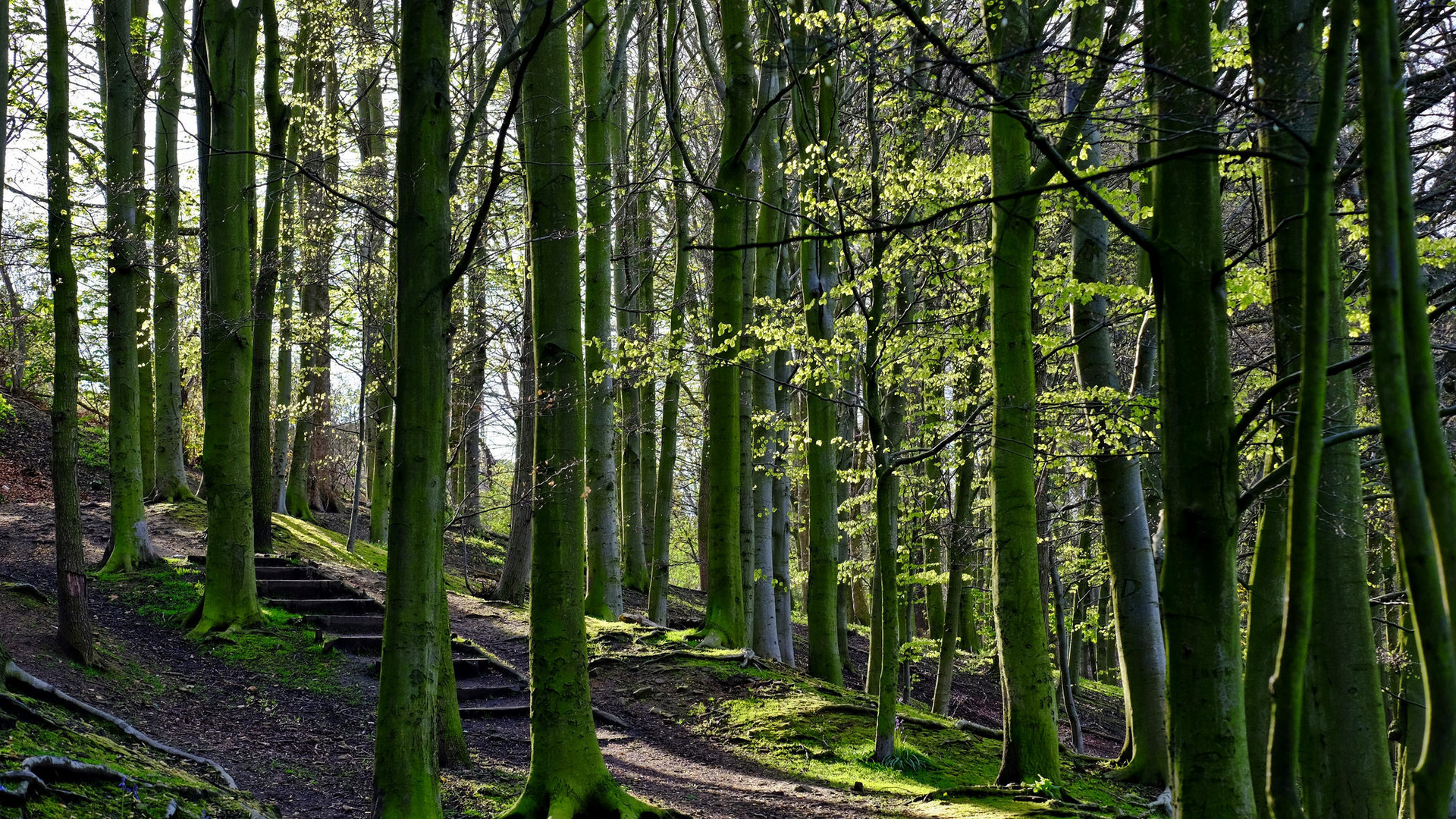 path, tree, forest, green, nature