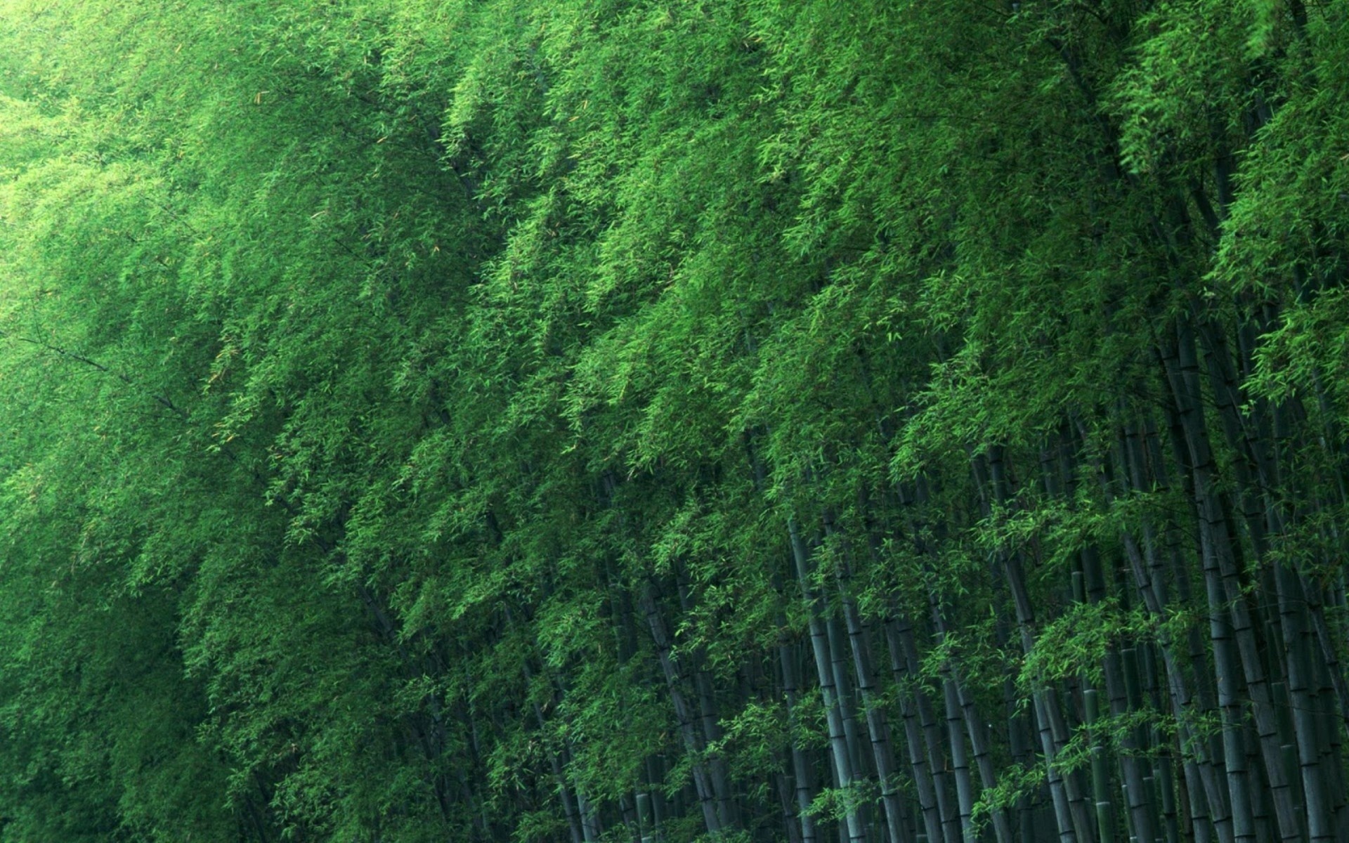 bamboo, natural, green, tree