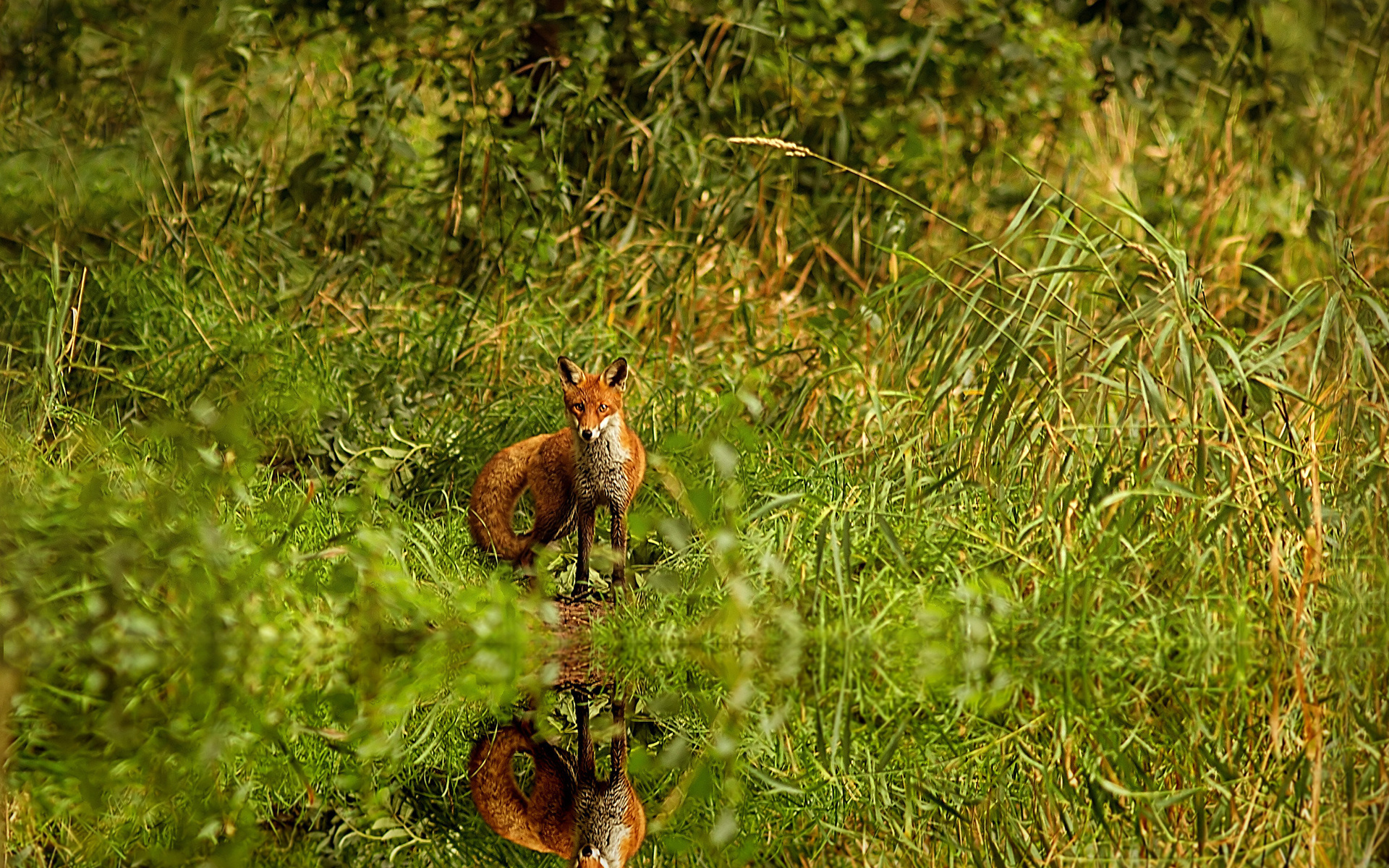 red, grass, fox