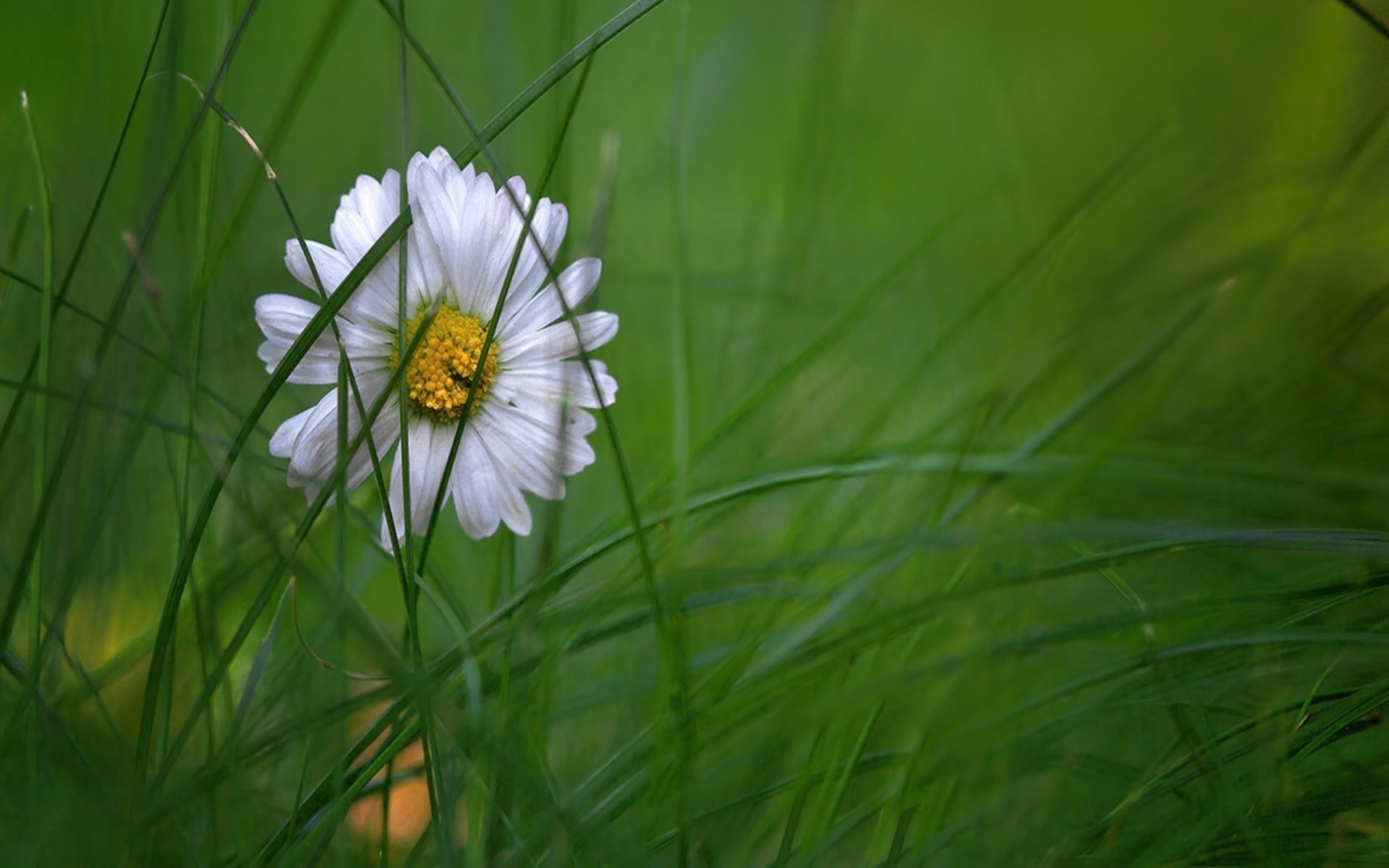 flower, daisy, white, green