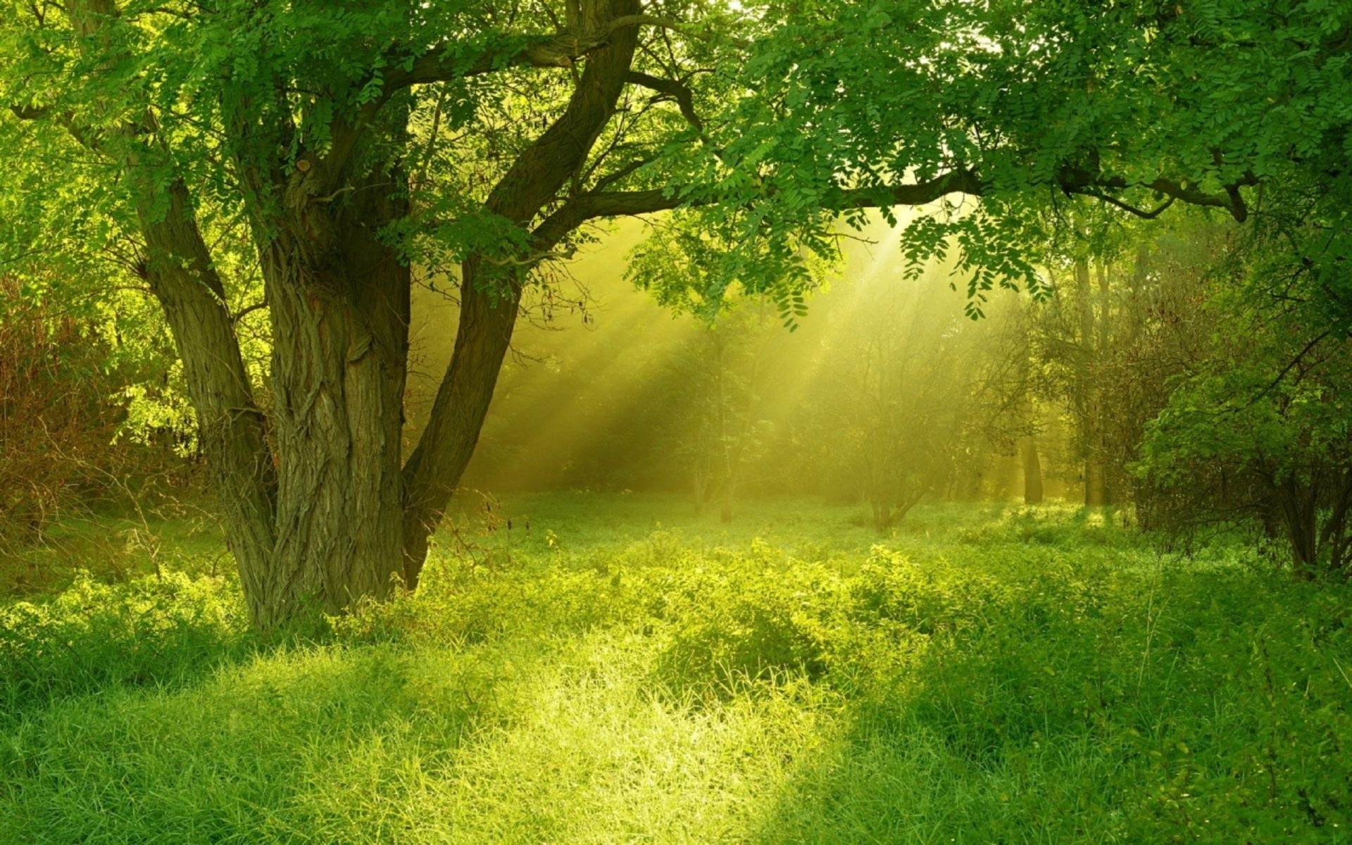 golden, sunray, forest, tree, green