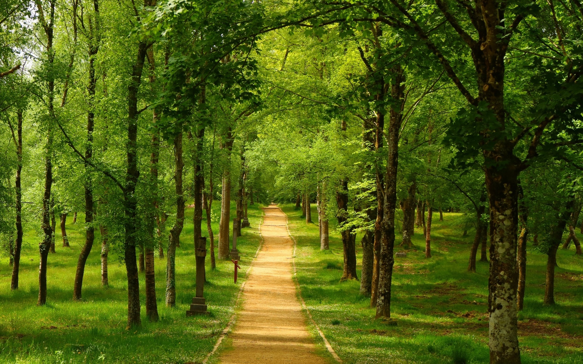 forest, path, tree, green