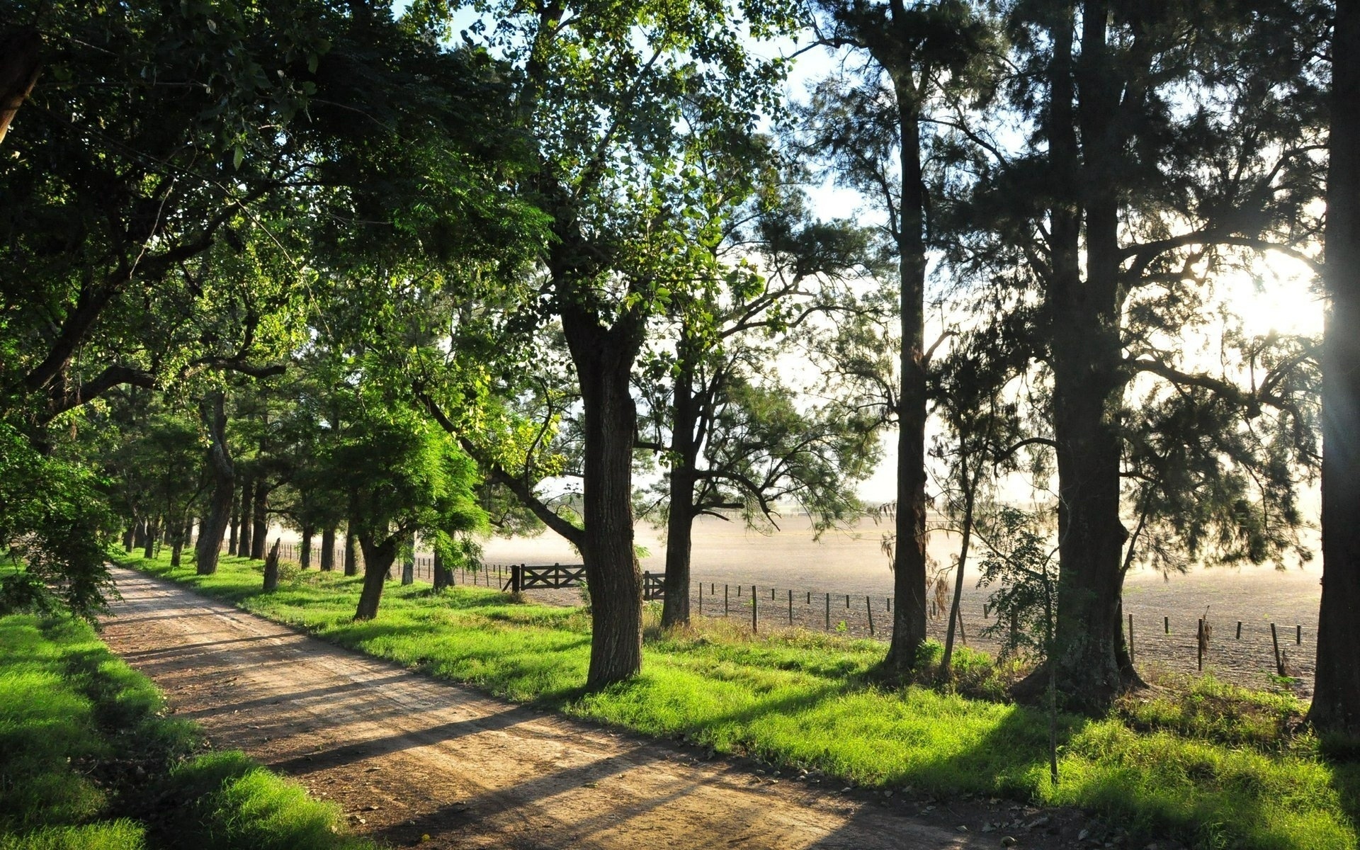 road, tree, fence, fields