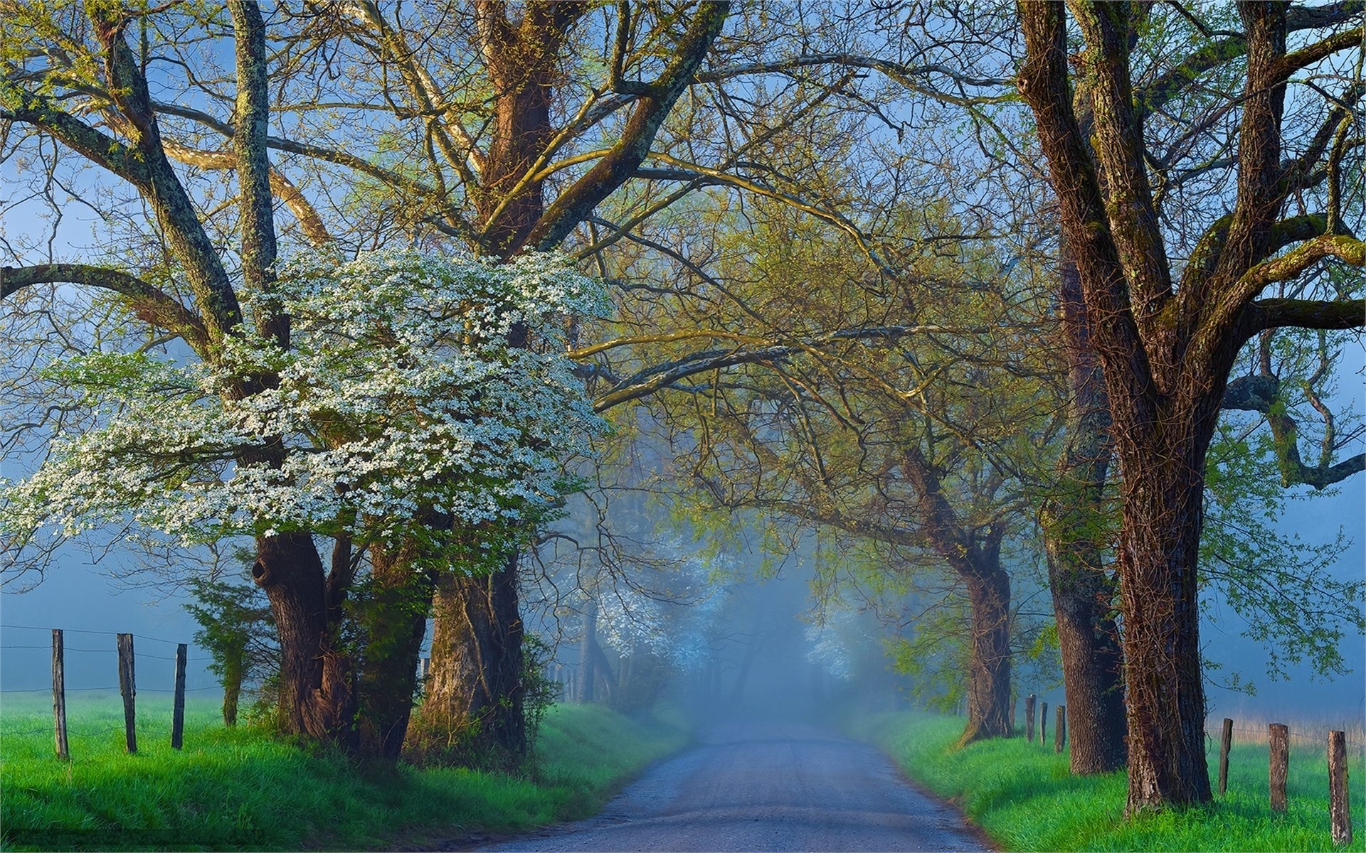 fog, road, tree, morning