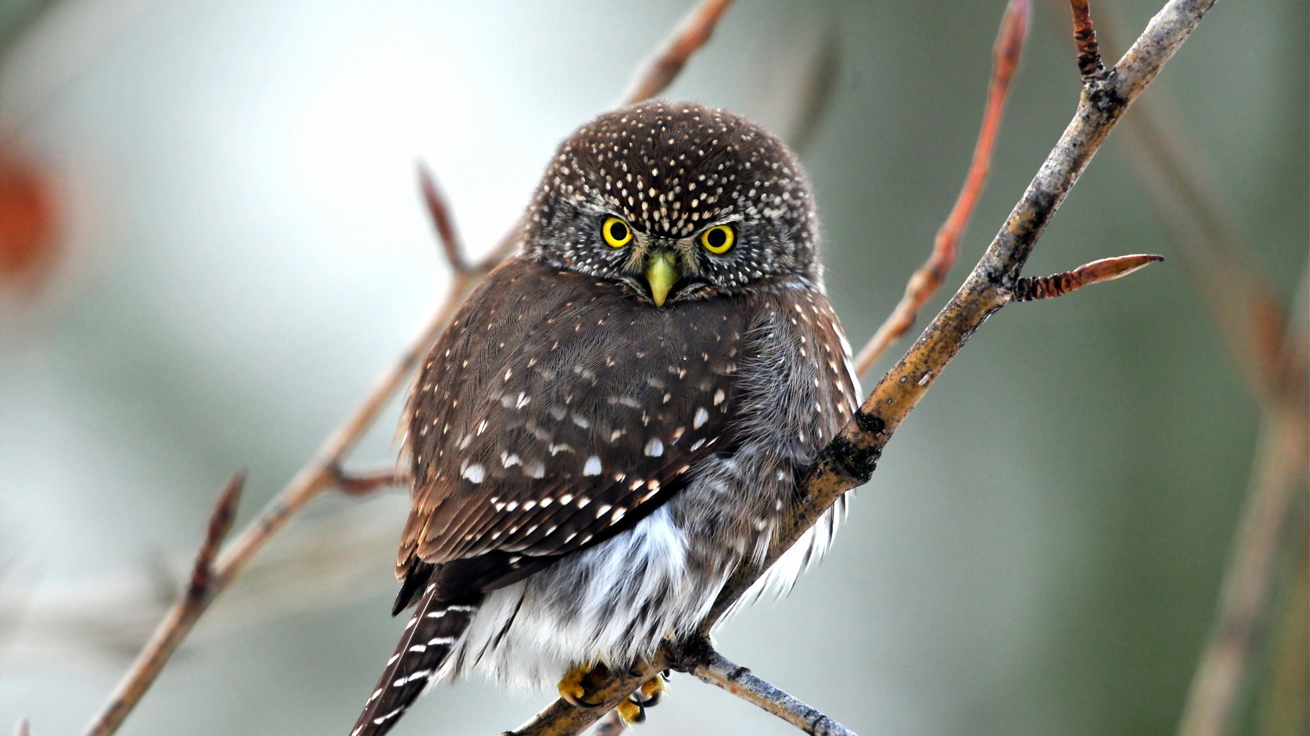 nature, bird, owl