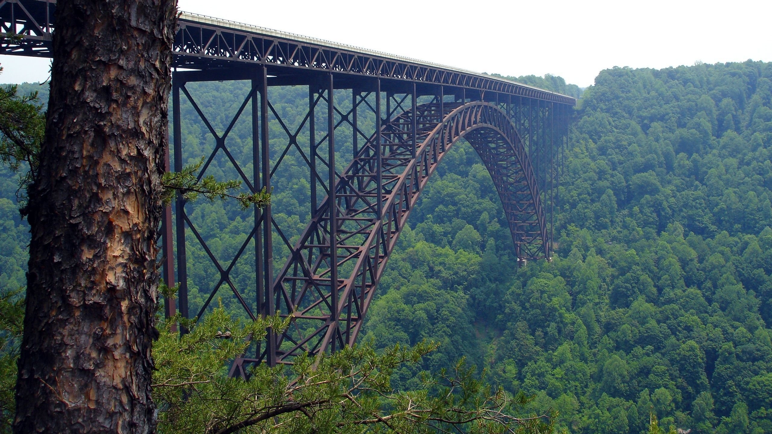 tall, bridge, forest, nature, ,  