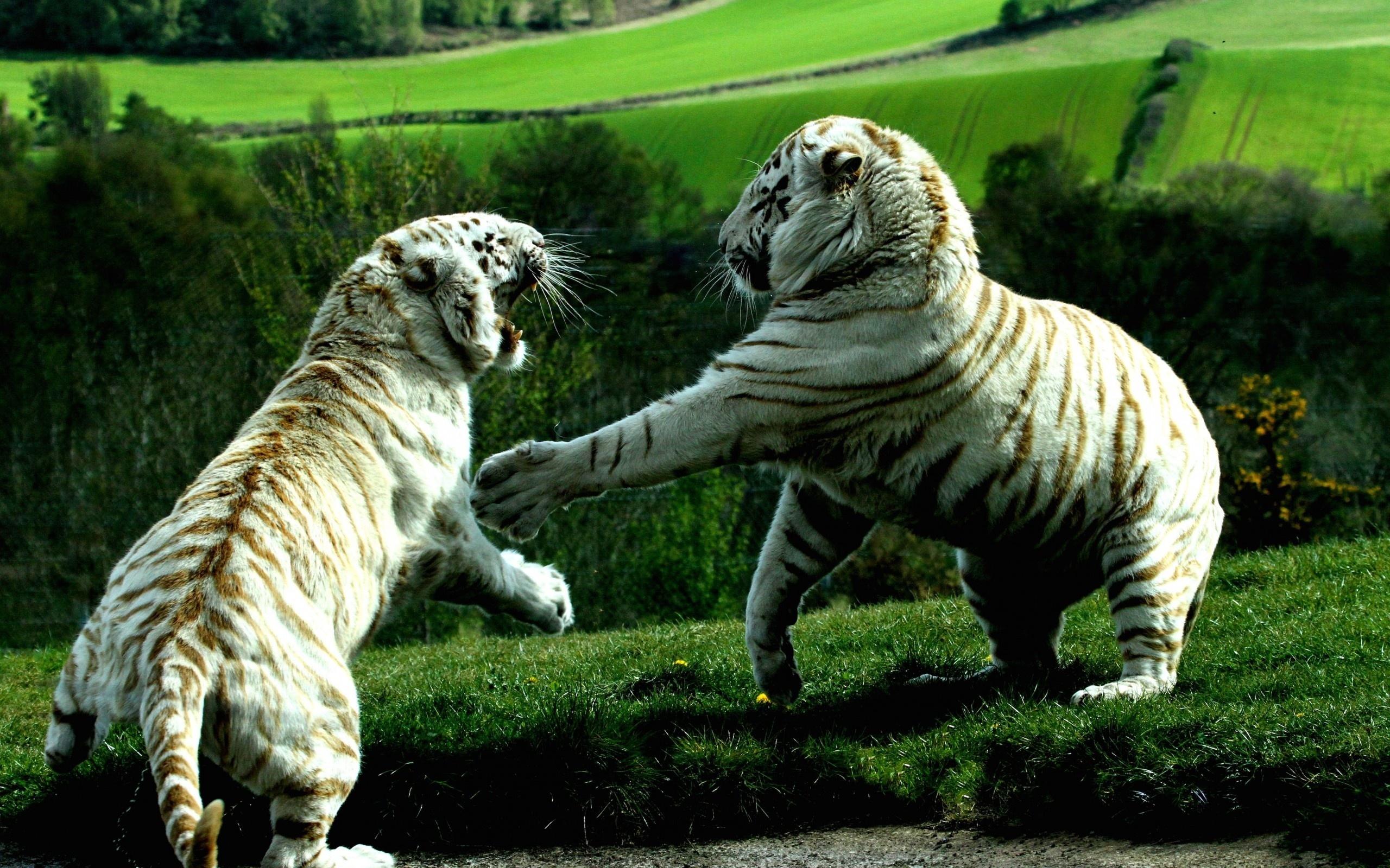 white, tiger, bigcat, fight