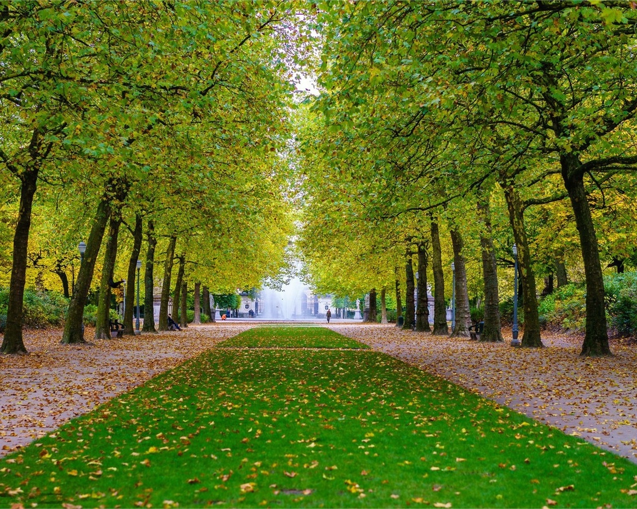 tree, road, leaves, green