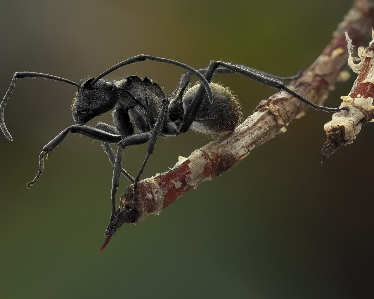 ant, macro, branch, animals