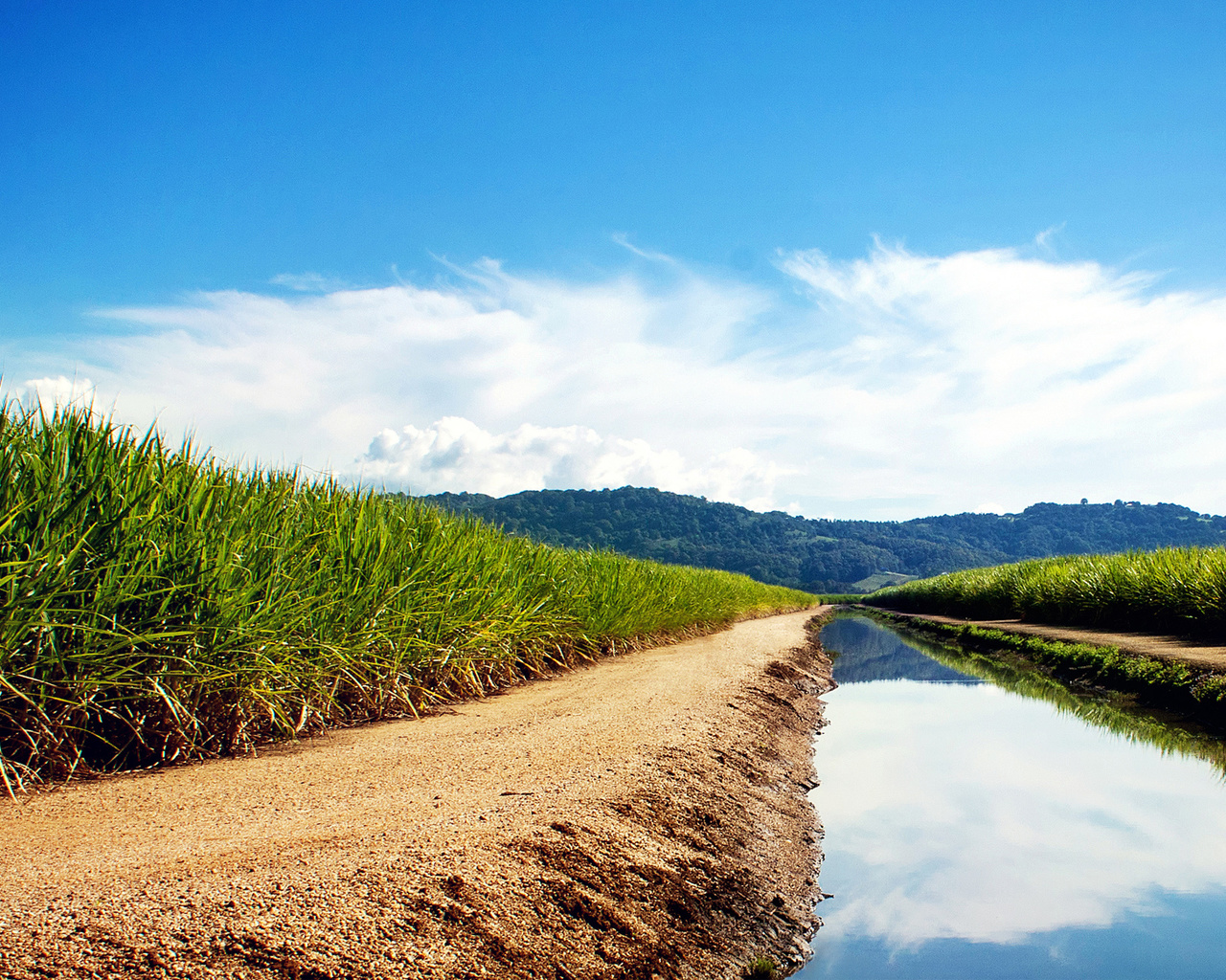 sugarcane, fields, water, grass