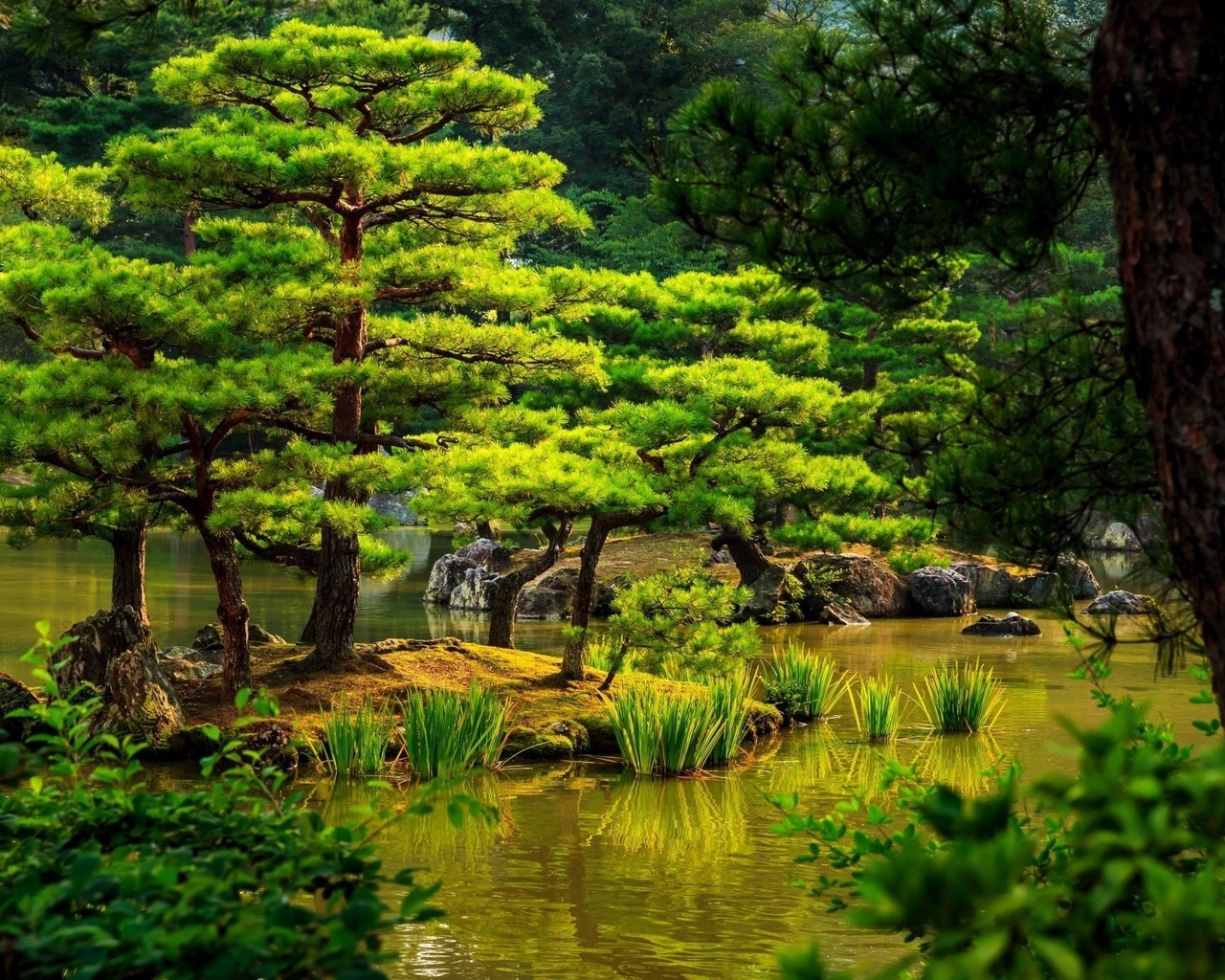 tree, park, water, garden