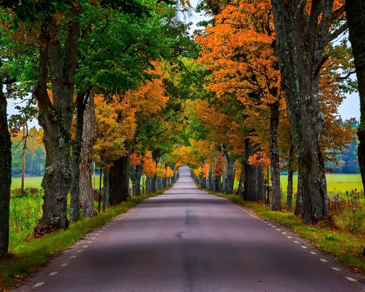 road, leaves, tree, branch