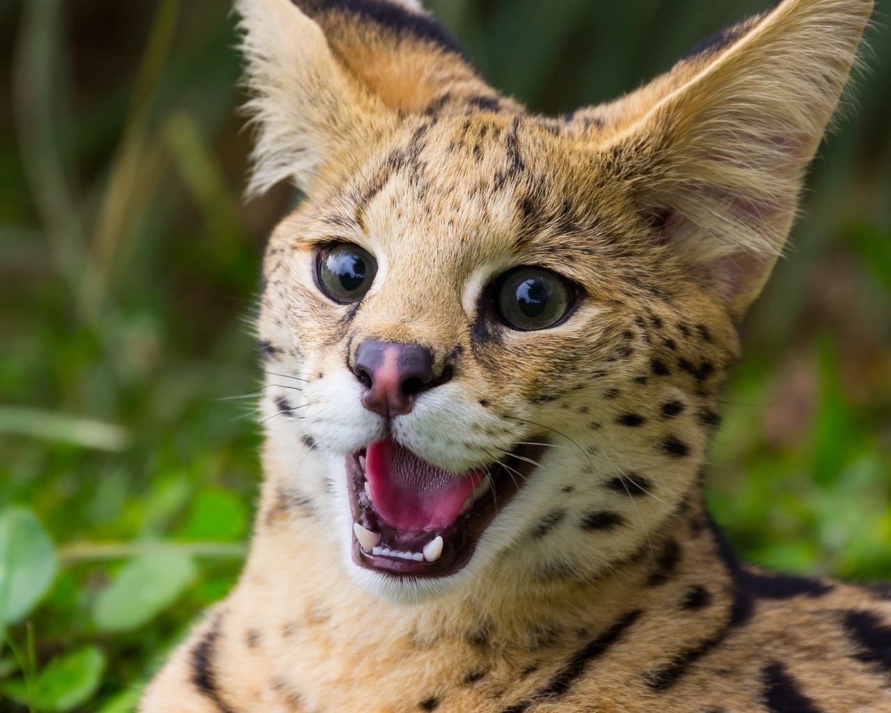 lince, angry, wild, forest