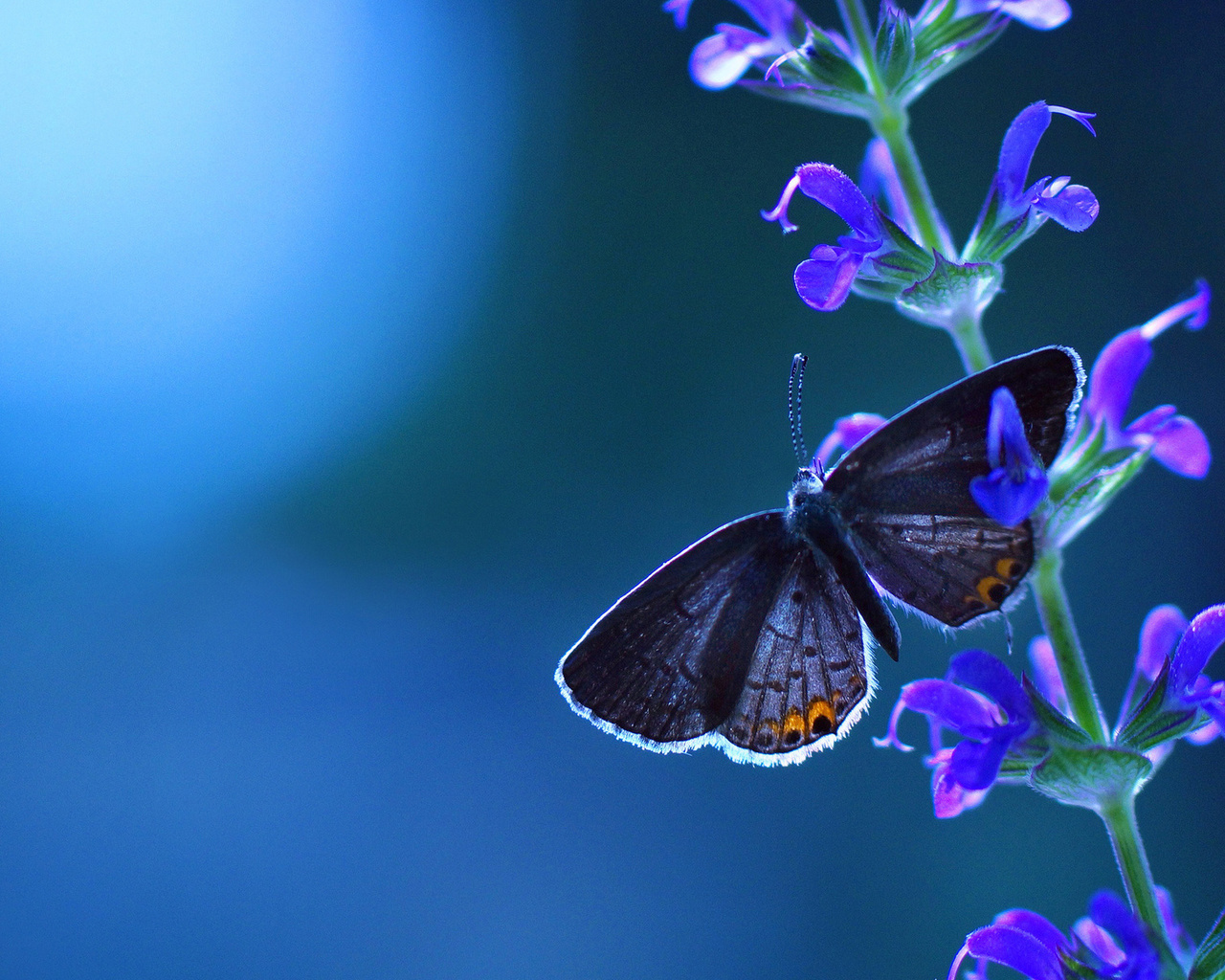 blue, butterfly, branch, leaf