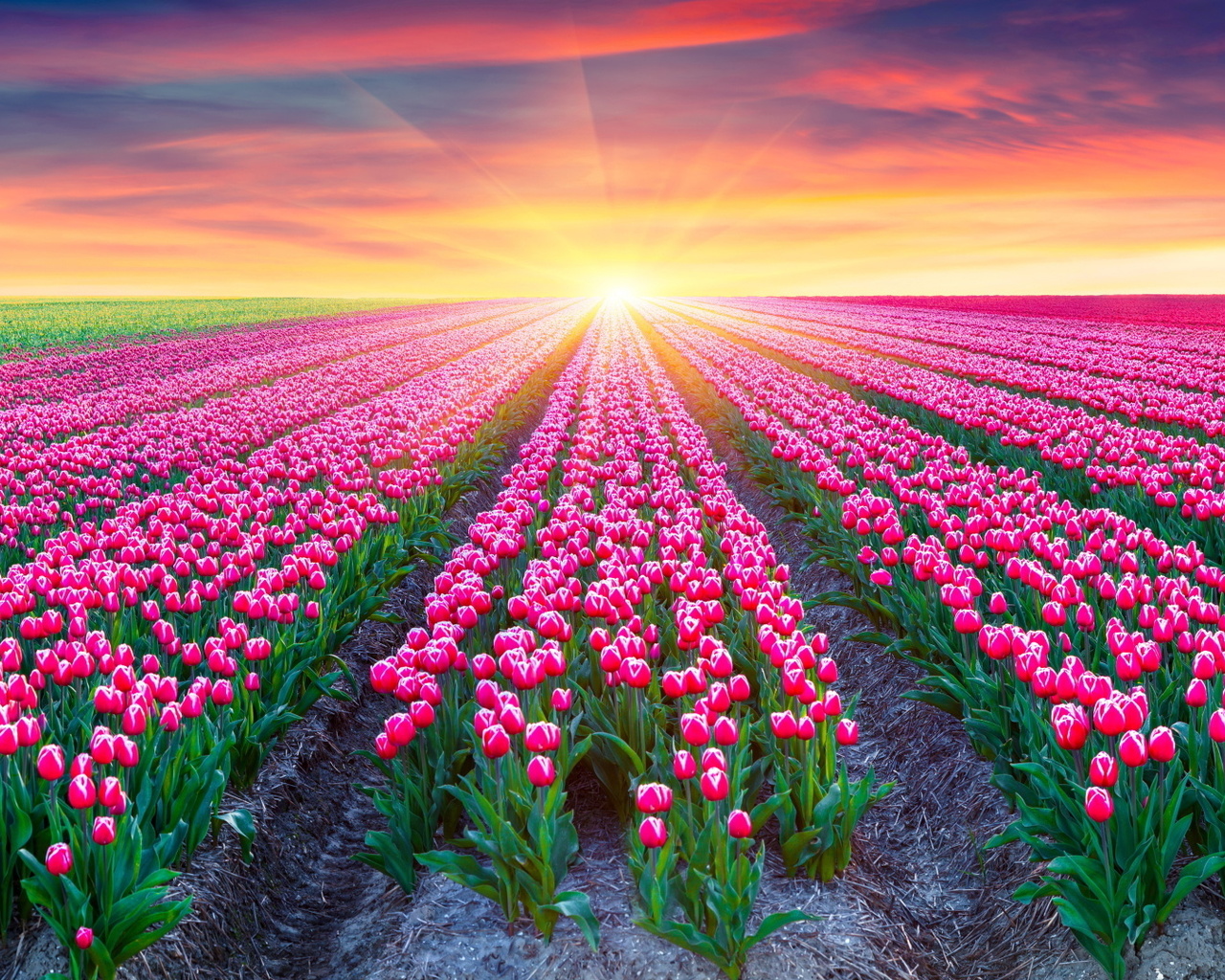 tulips, sunrise, sunshine, plants, sky, clouds