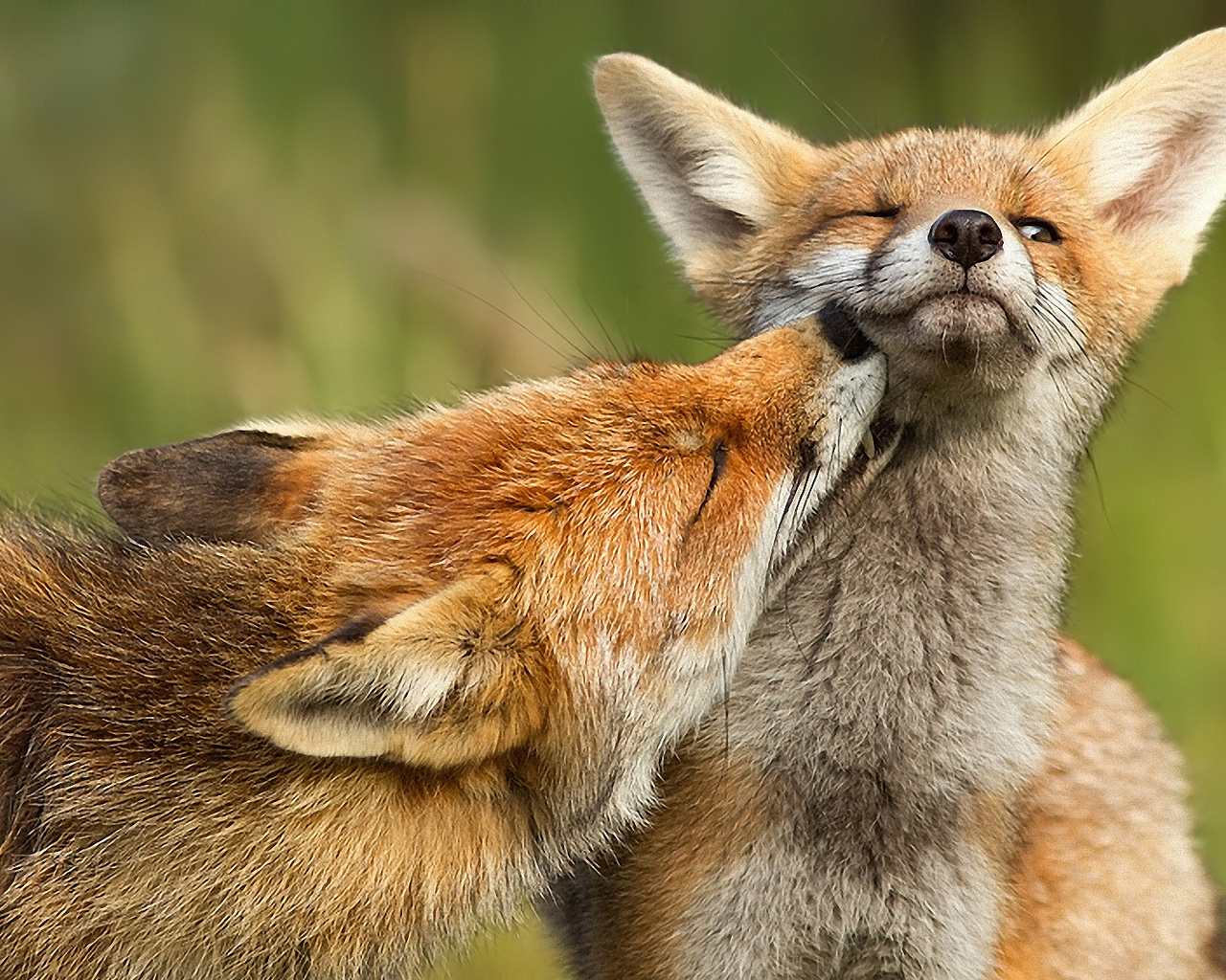 red, caresses, wild, forest fox