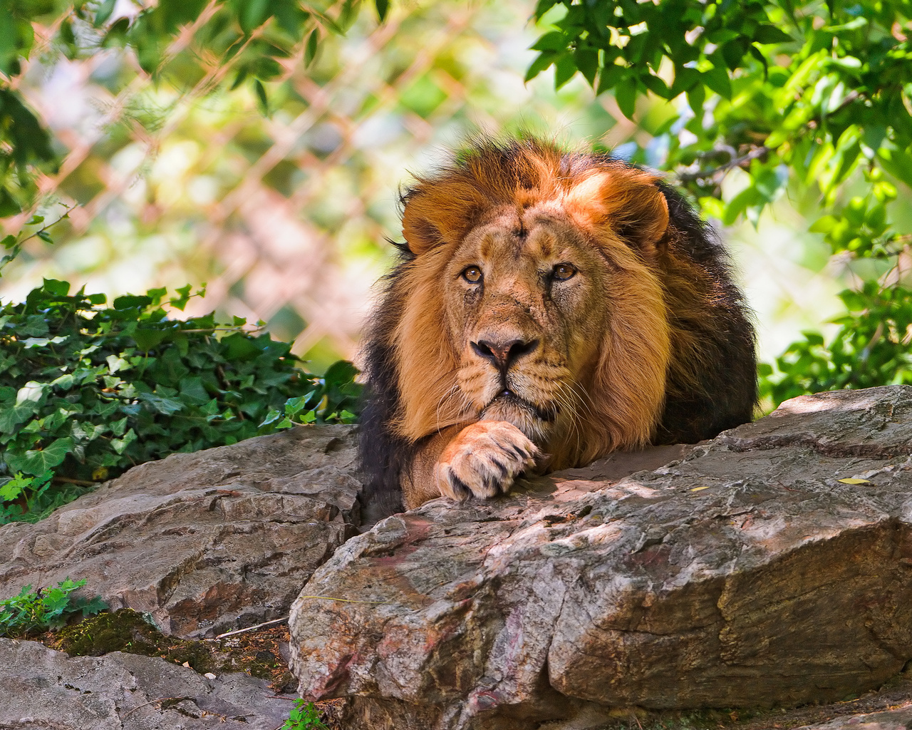 lion, resting, tree, stone, wild cat