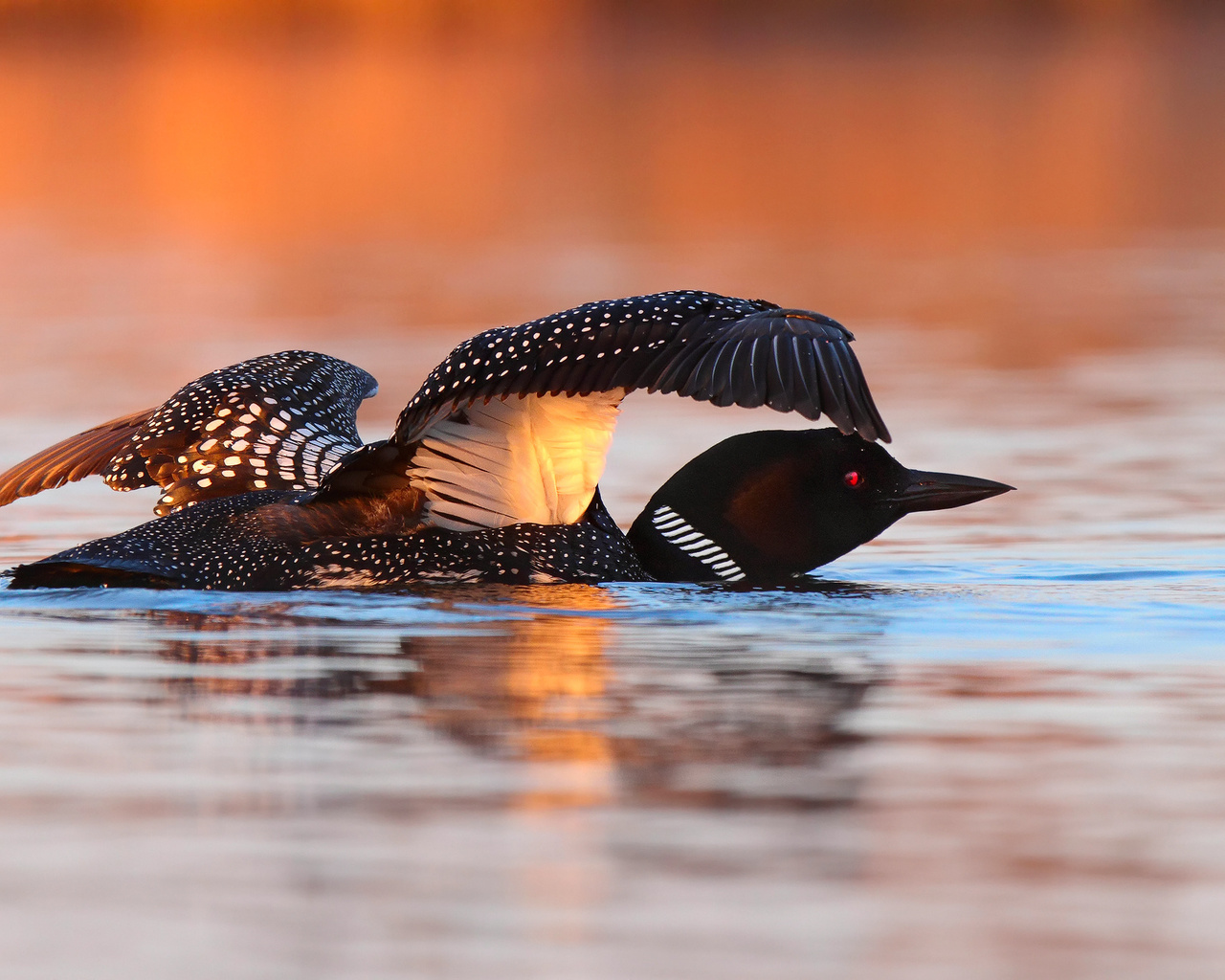 , , great northern loon, 