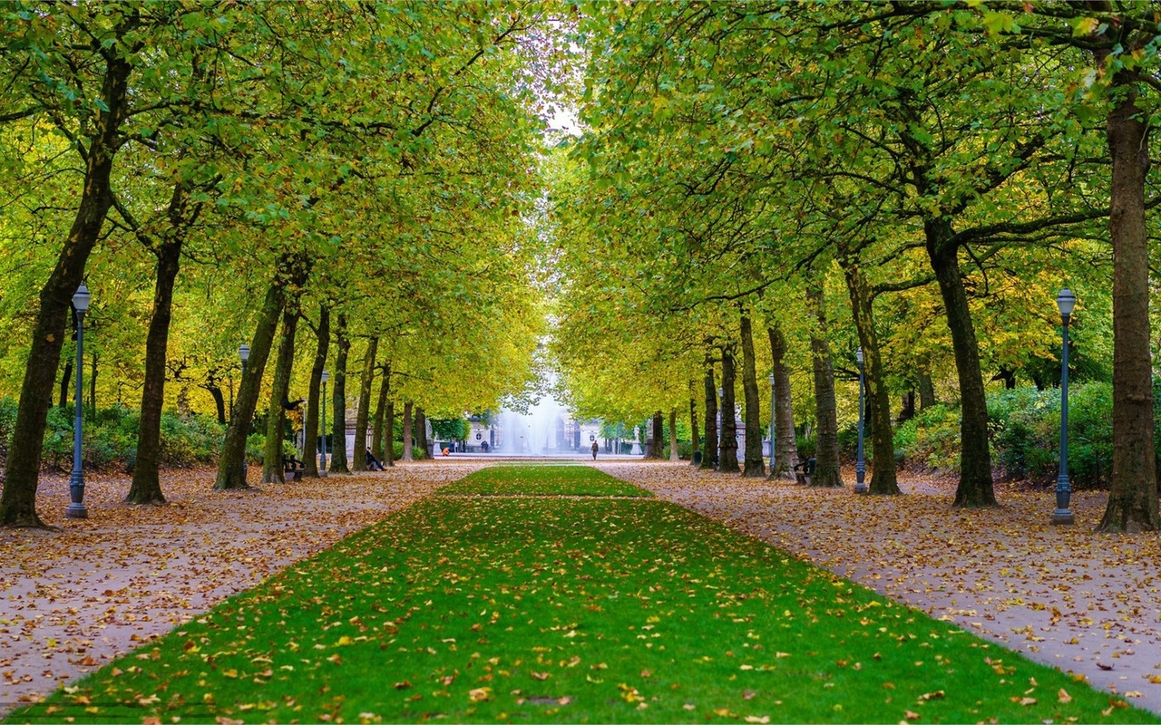 tree, road, leaves, green