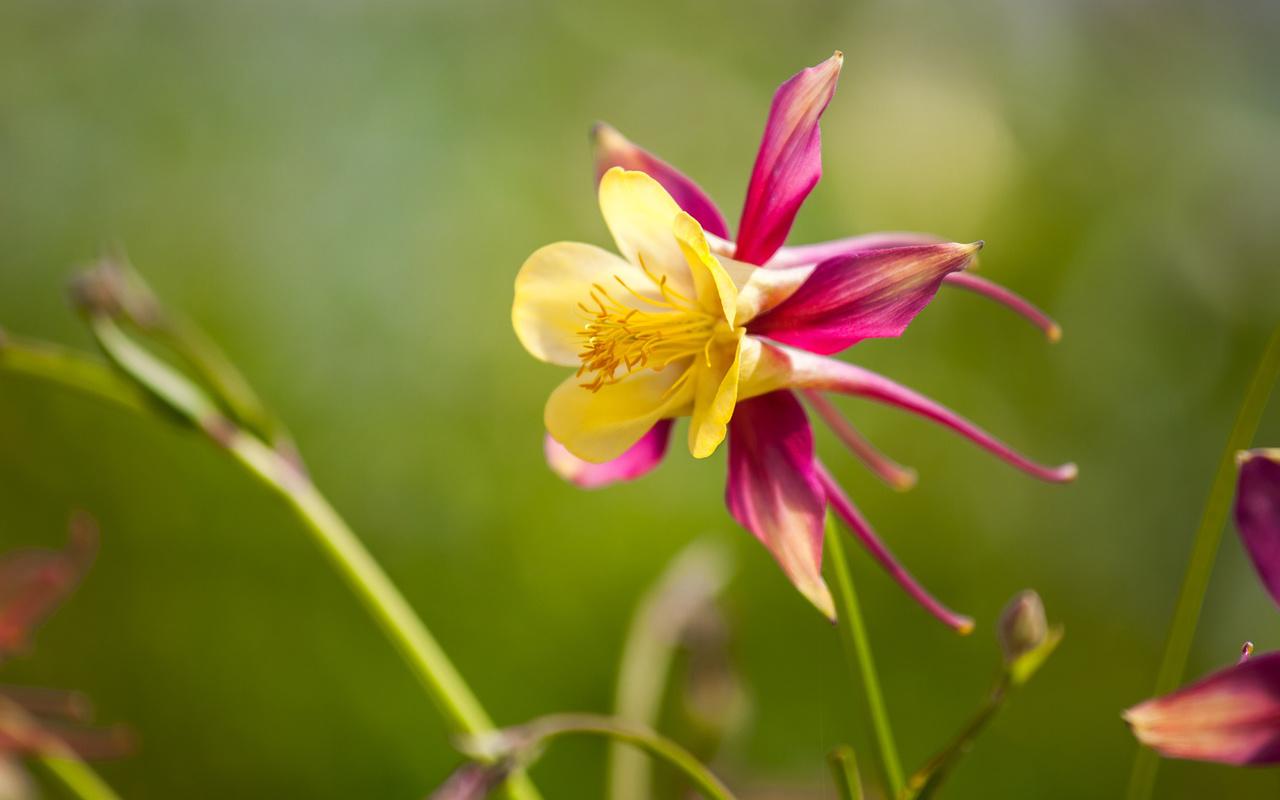 branch, flower, natural, colors