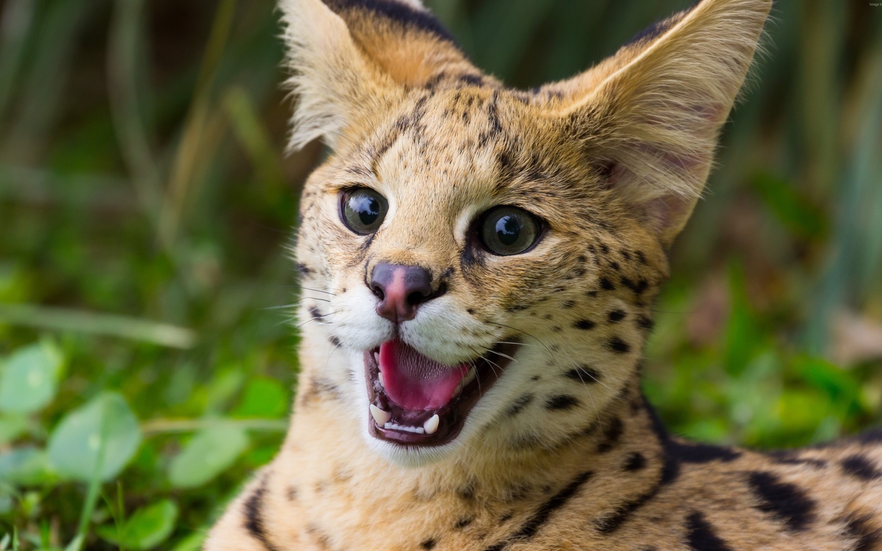 lince, angry, wild, forest