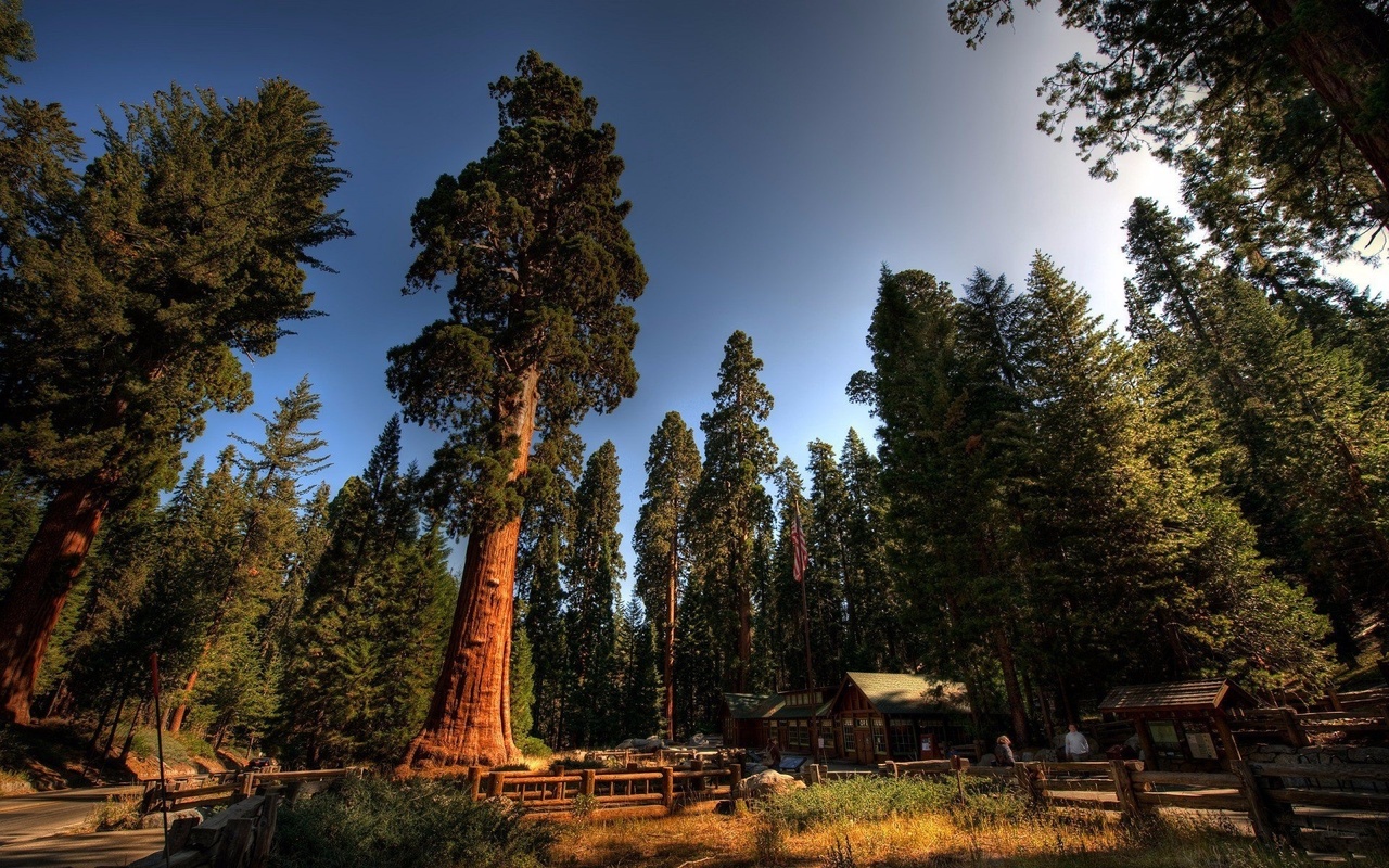 cottage, tree, forest, green, , , , 