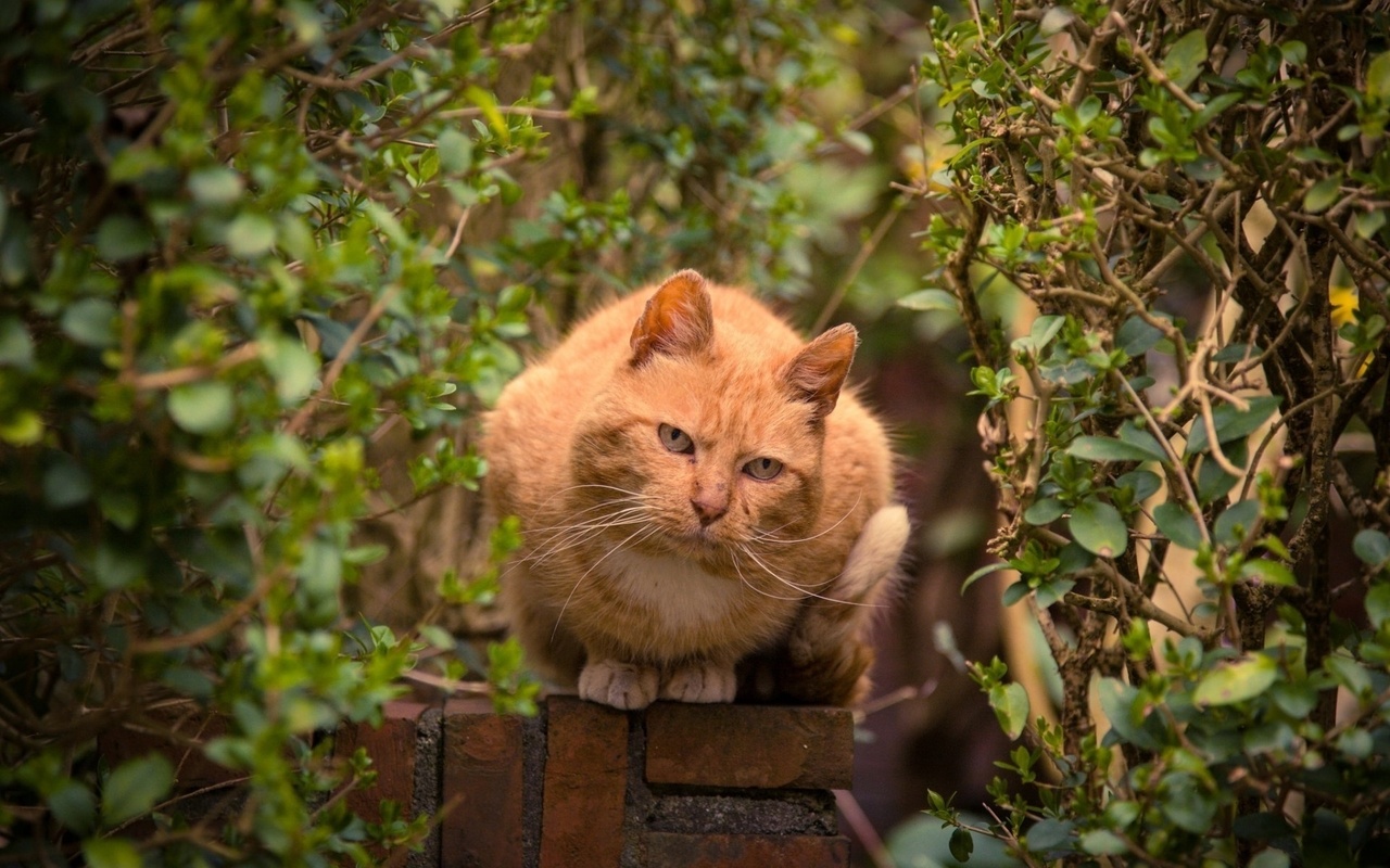 cat, cute, sitting, feline