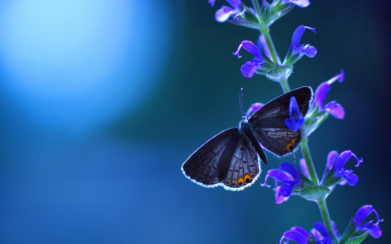 blue, butterfly, branch, leaf