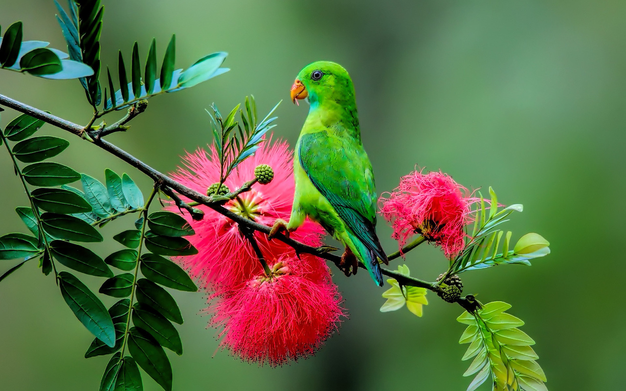 parrot, plant, branch, green