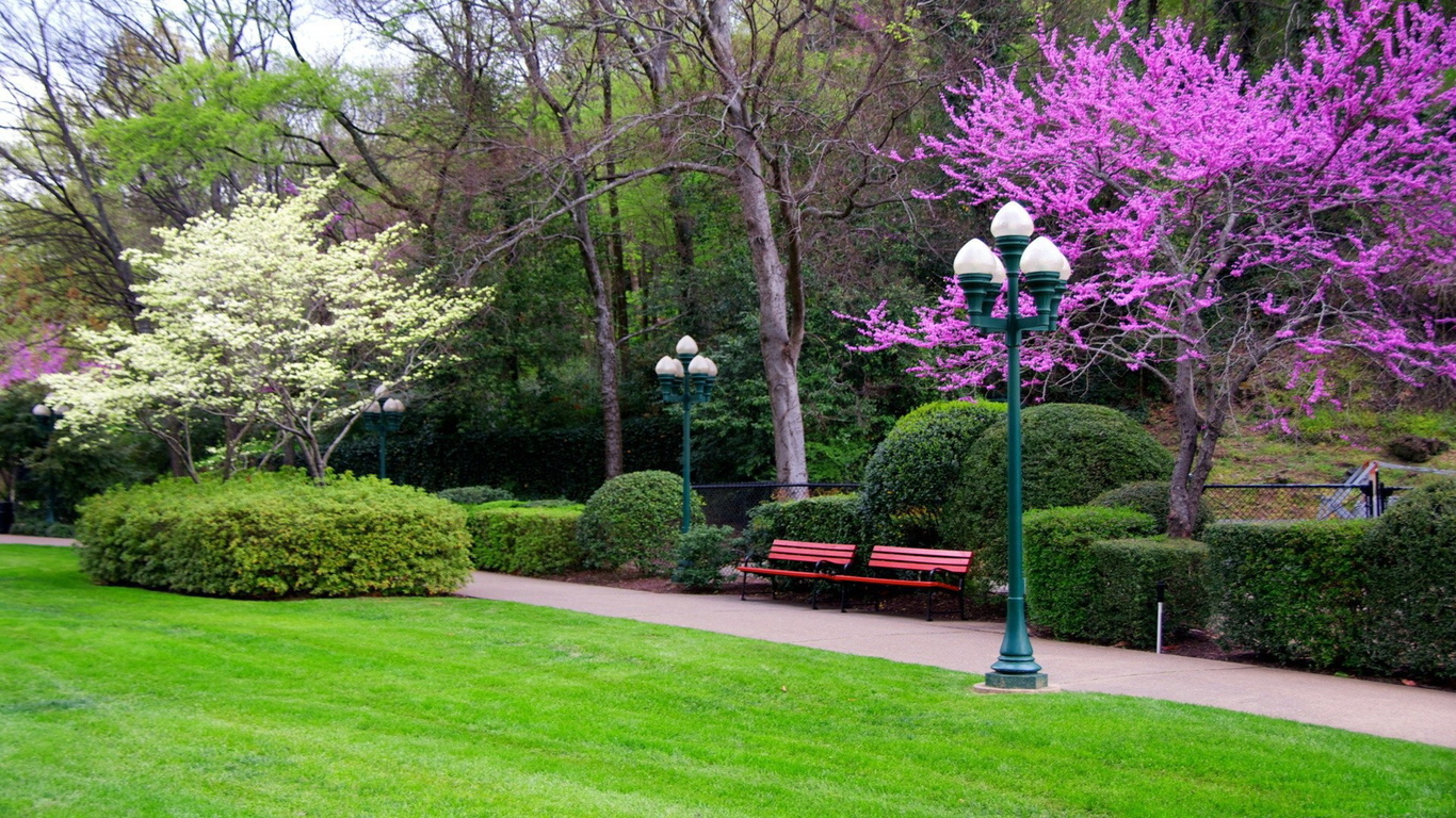 garden, flower, grass, tree, bench