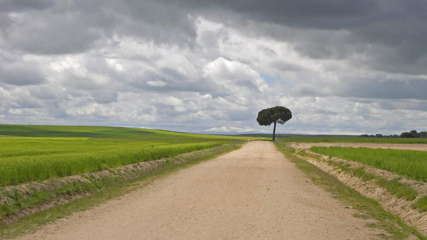 tree, path, green, fields, grass