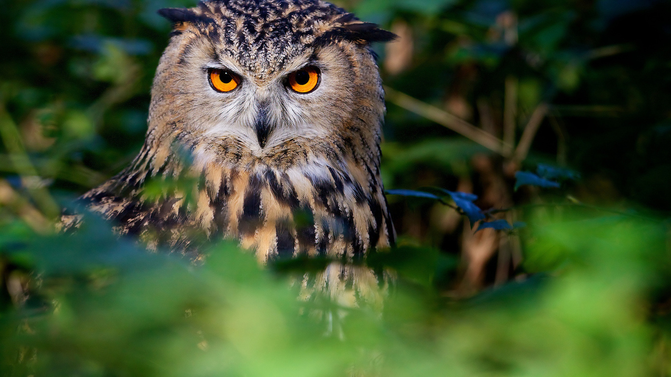 owl, tree, watching, bird