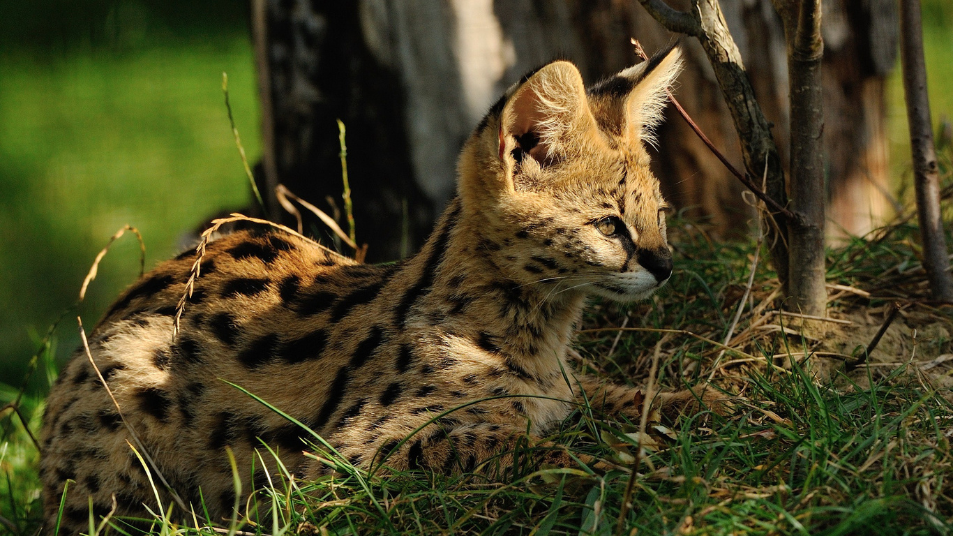 , , serval, 