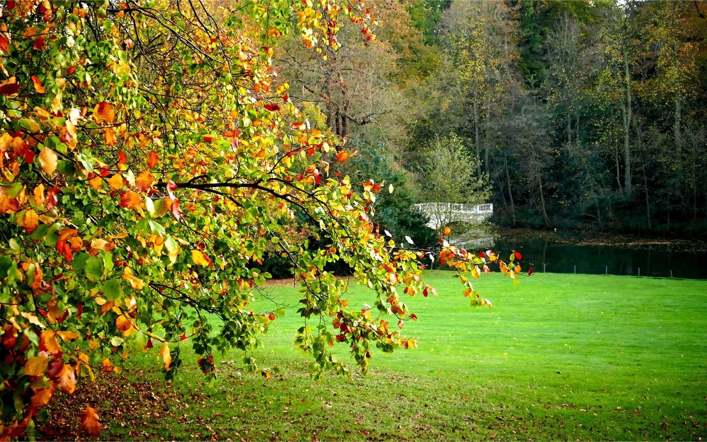 flower, tree, grass, nature