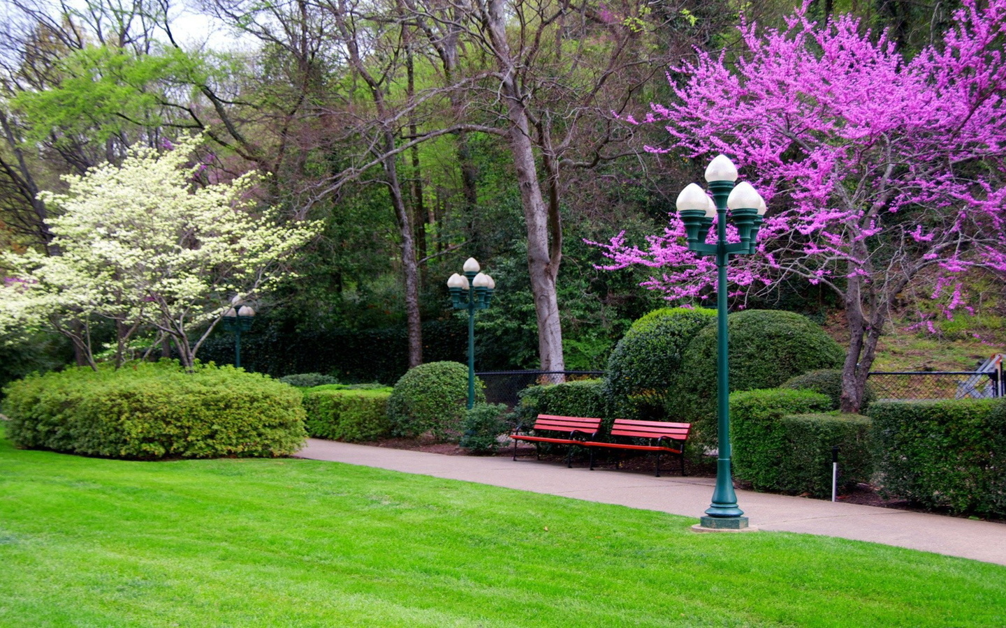 garden, flower, grass, tree, bench