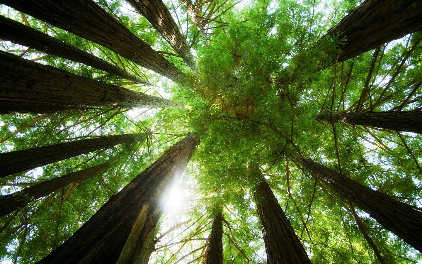 forest, tree, sunlight, leaves.green