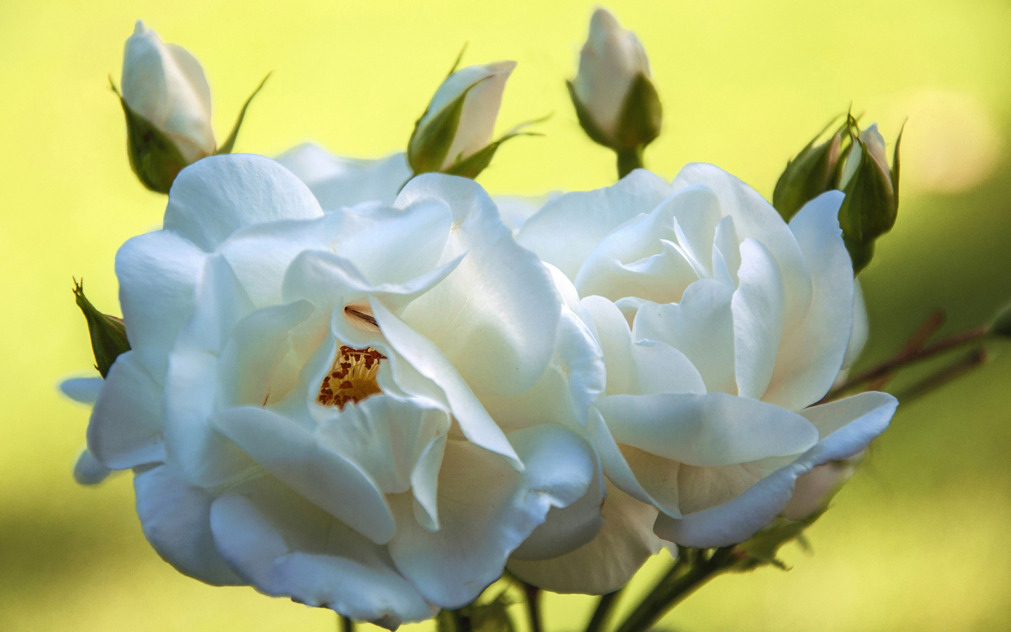 rose, white, branch, petal