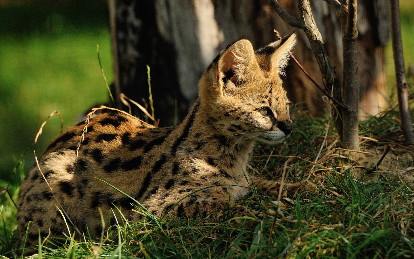 , , serval, 