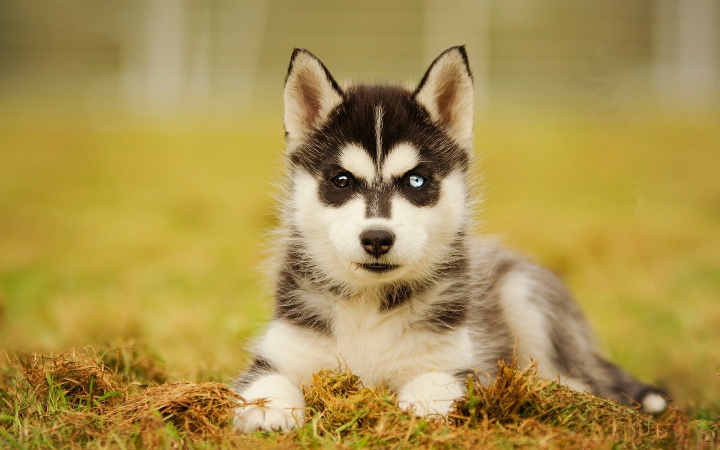 husky, dog, puppy, cute