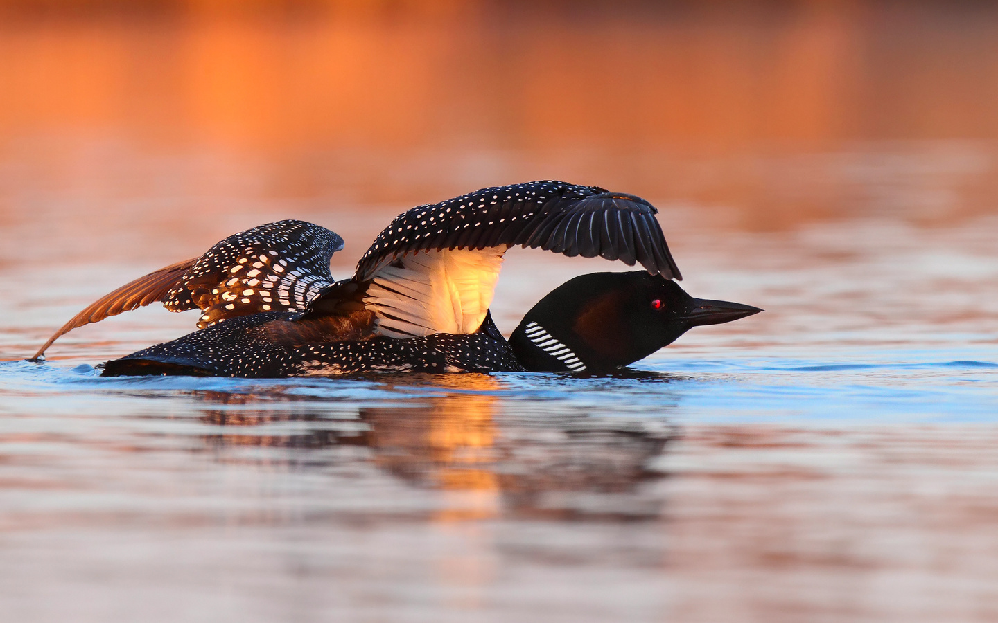 , , great northern loon, 