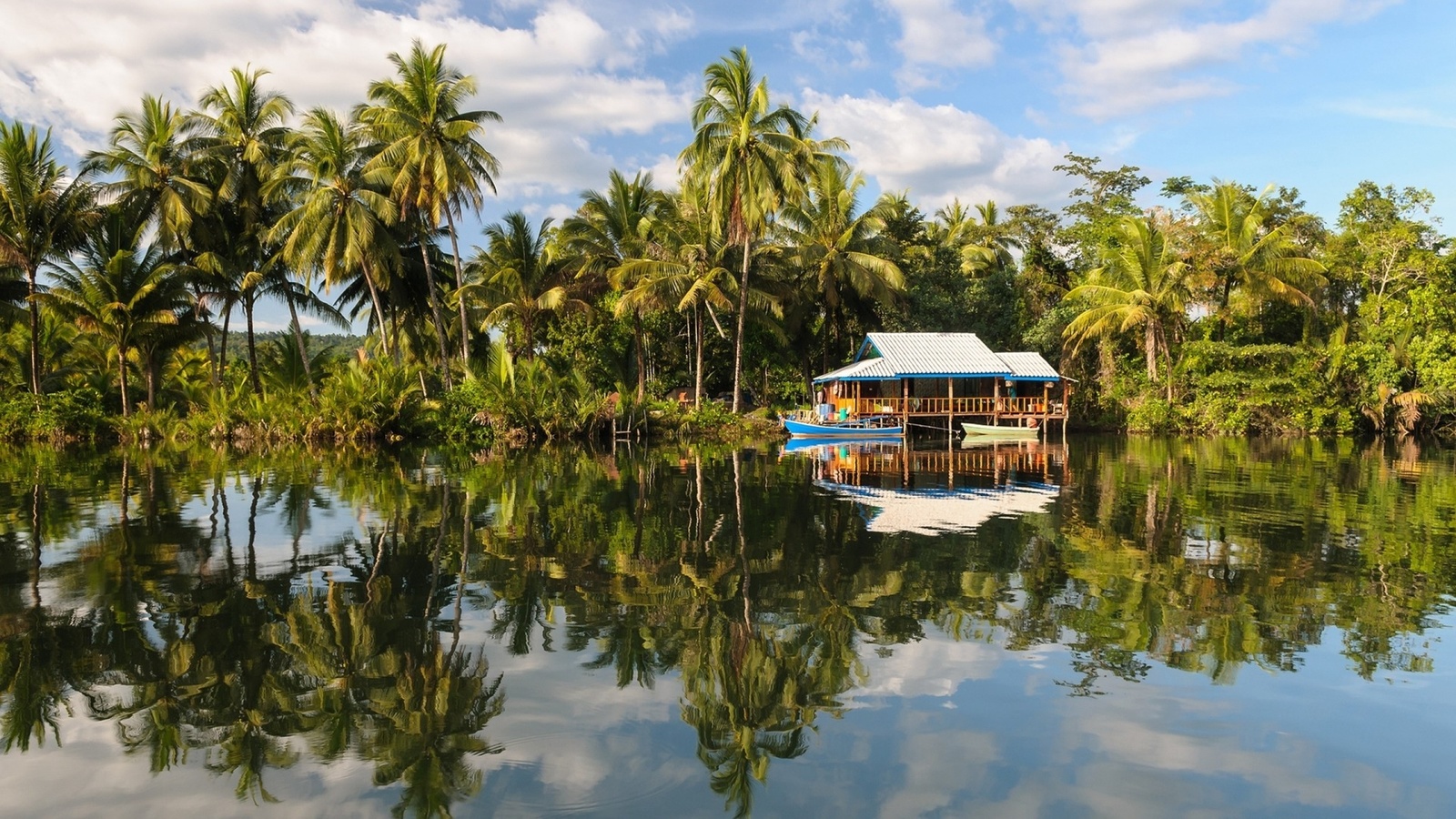 palm, tree, water, house