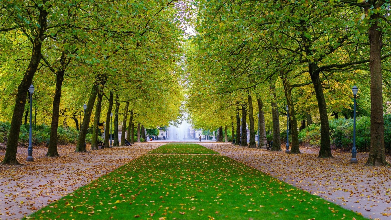 tree, road, leaves, green