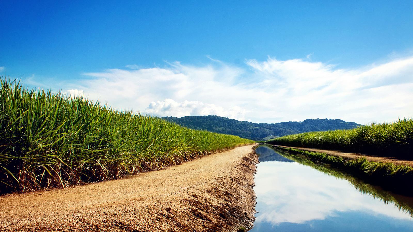 sugarcane, fields, water, grass