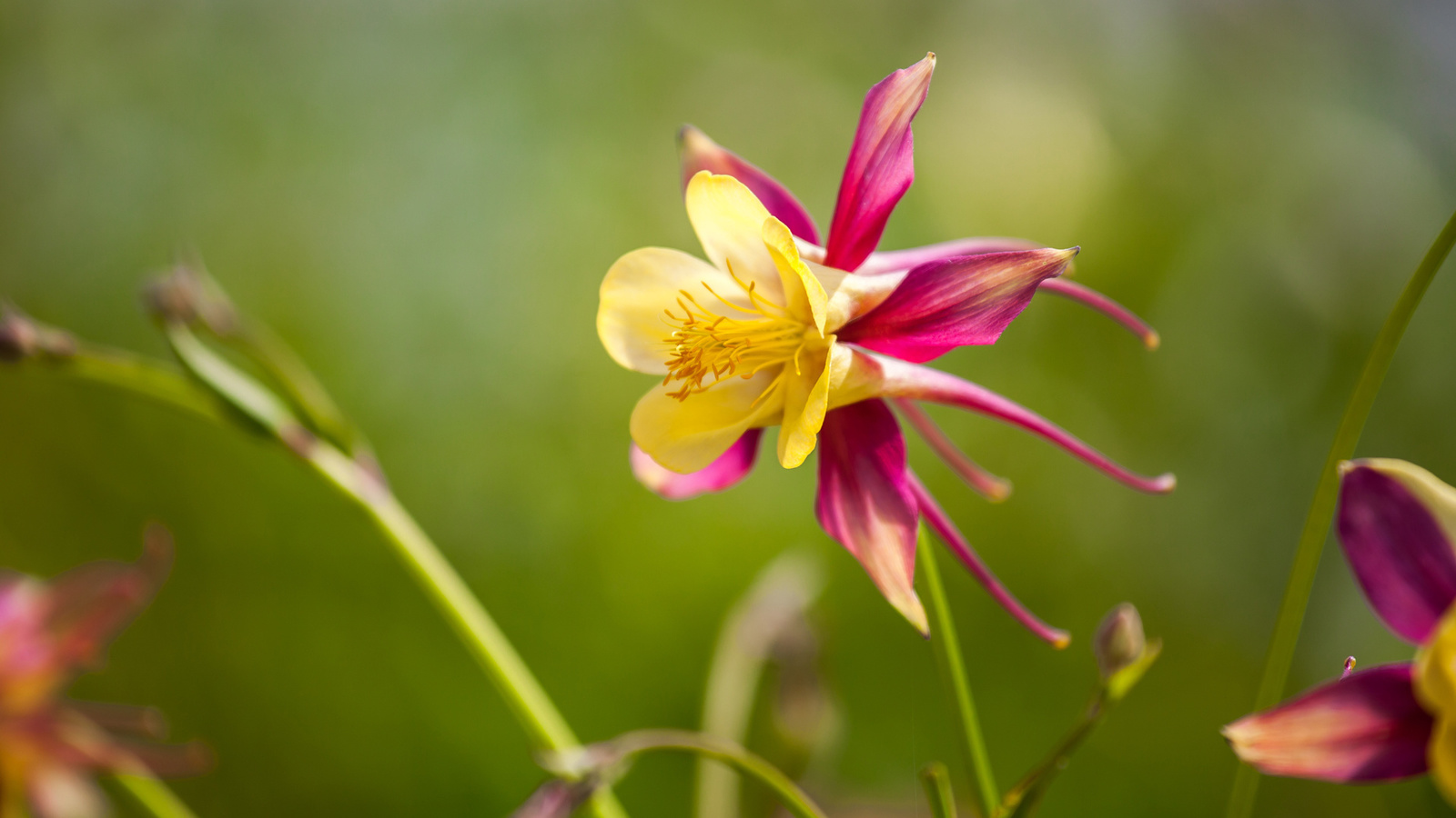 branch, flower, natural, colors