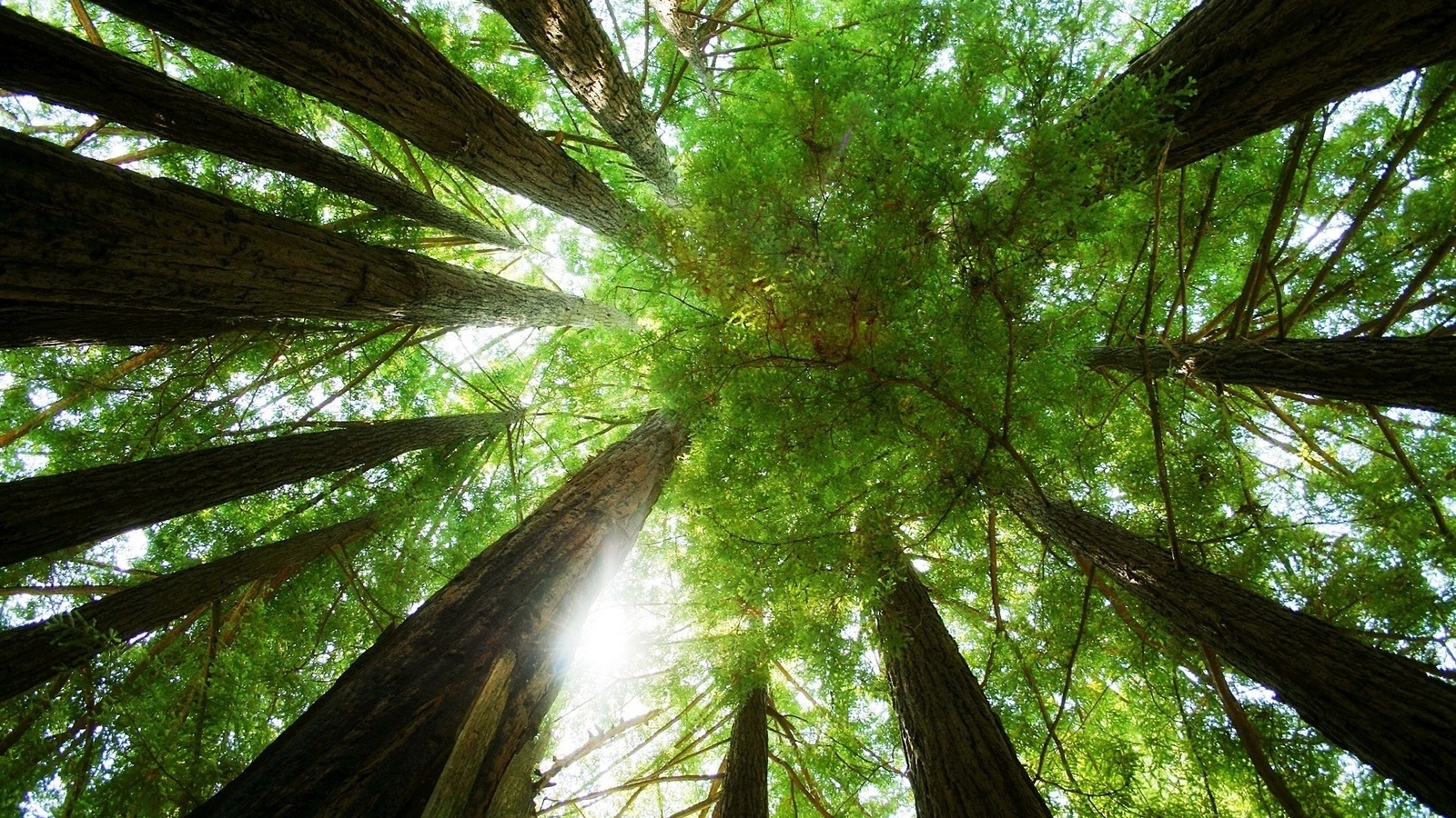 forest, tree, sunlight, leaves.green