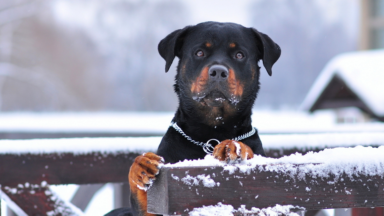 rottweiler, dog, snow, winter, , , , , , , 