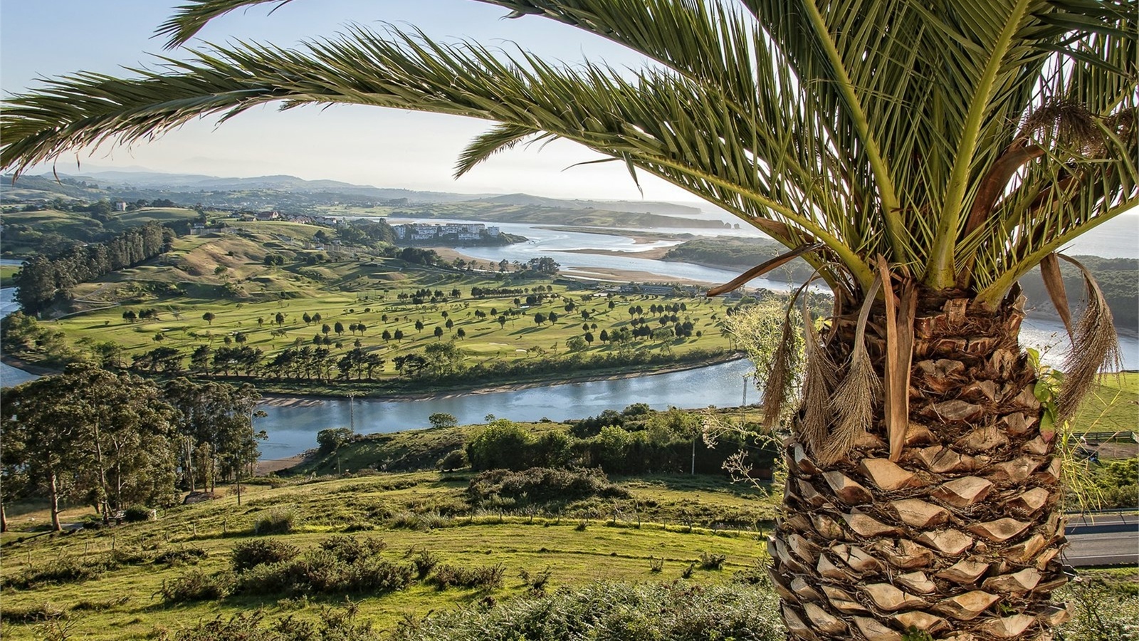 palm tree, river, delta, green