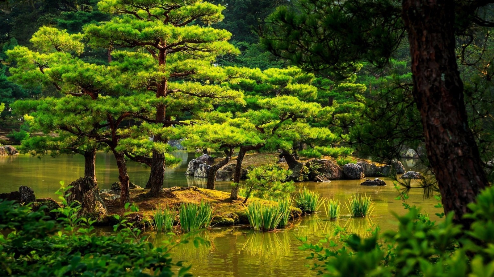 tree, park, water, garden